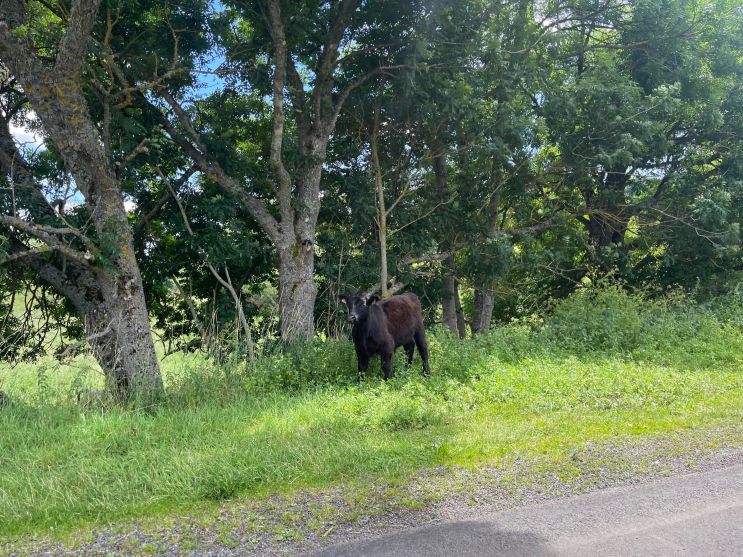 maison 4 Pièces en viager sur SAUVAT (15240)